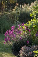 Erysimum 'Bowles Mauve' with Salvia officinalis 'Tricolor' Variegated Sage and Angelica