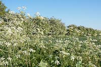 Anthriscus sylvestris and Prunus spinosa - Cow parsley and Blackthorn hedge on edge of field