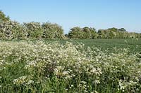 Anthriscus sylvestris and Prunus spinosa - Cow parsley and Blackthorn hedge on edge of field