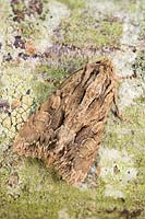 Apamea monoglypha - Dark Arches moth