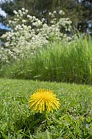 Taraxacum officinalis - Dandelion flower on lawn