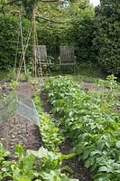 Vegetable beds in cottage garden