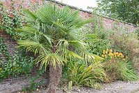 Gravel-border in walled-garden with Trachycarpus fortunei - Chinese windmill, Kniphofia rooperi - Red-hot poker and Espaliered fruit trees. 