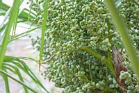 Fruits of Trachycarpus fortunei - Chinese windmill palm