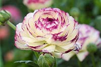 Ranunculus Bicolor 'Vanilla Rose'.