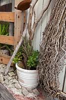 Old ribbed concrete pot planted with Crassula ovata and Opuntia monacantha Variegata sitting on a pile of sandstone rocks and decorted with rusty cooking pan a drift wood branch and a palm tree spadix in front of a timber gate.