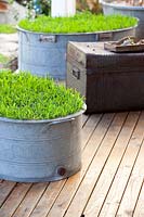Two retro galvanised tin washing tubs planted with buffalo grass as a lawn substitute siiting on a timber verandah with an old rusty metal streamer trunk. 