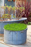Two retro galvanised tin washing tubs planted one with buffalo grass as a lawn substitute  and the other is planted with Pelagoniums, siiting on a timber verandah. 