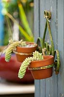 Two terracotta pots in a retro metal pot holder attached to a timber door planted with Sedum morganianum, Donkey's Tails.