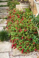 Acalypha reptans with red flowers growing next to a path made from irregular shaped flagstones and mulched with seashells.