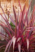 A Cordyline banksii Electric Pink, with strappy two toned pink leaves.