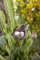 Detail of a real birds nest in the branches of a Euphorbia trigona, with two cowrie shells to represent bird's eggs.