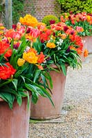 Large terracotta pots of assorted brightly coloured tulips, including peony-flowered and triumph types. The Old Vicarage, East Ruston, Norfolk, UK.