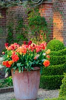Large terracotta pot of assorted brightly coloured tulips, in walled courtyard including peony-flowered and triumph types. Topiary box 'Buxus sempervirens' behind. The Old Vicarage, East Ruston, Norfolk, UK.