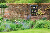 View of auricula theatre on weathered brick wall with Camassia growing in front. Auriculas include Primula auricula 'Alan Ravenscroft', Imidass 10MD, Sandwood Bay, 'Dale's Red', 'Sirius', 'Eastern Promise' and 'Rodeo'.