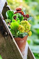 Double auriculas on wooden staging: Primula auricula 'Devon Cream' and P. auricula 'Audacity'.