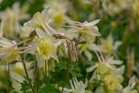 Mass planting of Aquilegia, Goldfinch with pale lemon yellow flowers.