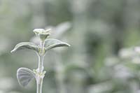 Dicliptera suberecta. Uruguayan firecracker plant, with soft silver grey velvety leaves.