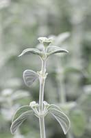 Dicliptera suberecta. Uruguayan firecracker plant, with soft silver grey velvety leaves.