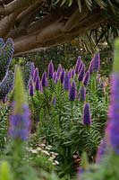 Pride of maderia, Echium fastuosum 'Candicans', with masses of spires covered in purple flowers with pink stamens.