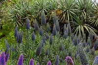  Pride of maderia, Echium fastuosum 'Candicans', with masses of  spires covered in purple flowers with pink stamens.
