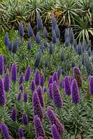  Pride of maderia, Echium fastuosum 'Candicans', with masses of spires covered in purple flowers with pink stamens.