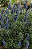  Pride of maderia, Echium fastuosum 'Candicans', with masses of  spires covered in blue flowers.