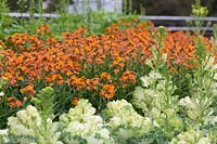 Orange flowered Erysium in a layered planting. Wallflowers with two toned Ornamental Kale.