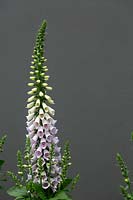 Foxgloves, Digitalis purpurea 'Camelot Mix', with pale pink and cream coloured flowers growing against a grey painted wall.