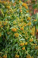 Hedera helix f. poetarum 'Poetica Arborea'. Poet's ivy. Showing amber winter colouring of berries.