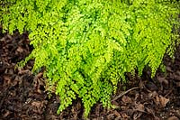 Adiantum venustum AGM.  Evergreen maidenhair fern