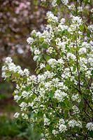 Amelanchier alnifolia var. pumila. Dwarf alder-leaved serviceberry