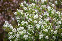 Amelanchier alnifolia var. pumila. Dwarf alder-leaved serviceberry