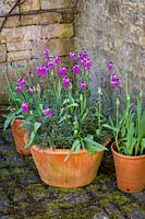 Erysimum 'Bowles's Mauve' AGM syn. Erysimum linifolium glaucum, E. linifolium 'Bowles' Mauve' growing in a pot with Tulipa 'Black Parrot'. Wallflower and tulip.