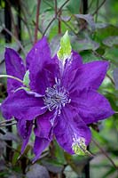 Clematis Amethyst Beauty - 'Evipo043'. Clematis petal turened green - possibly as a result of too much rain.