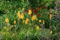 Kniphofia 'Rich Echoes' AGM - Red-hot poker - in front of Hemerocallis 'Stafford' AGM - Daylily.