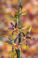 Brascidostele Gilded Tower 'Mystik Maze' - spider orchid.