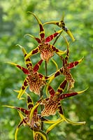 Brascidostele Gilded Tower 'Mystik Maze' spider orchid.