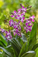 Dendrobium 'Berry Oda' Rock orchid.