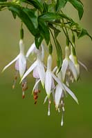 Fuchsia magellanica 'Hawkshead'.
