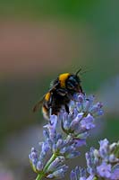 Buff-tailed bumblebee Bumbus terrestris male feeding on English lavender 'Lavandula angustifolia'. 