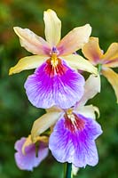 Miltonia 'Sunset' - Pansy Orchid