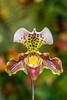 Paphiopedilum 'Freckles' slipper orchid.