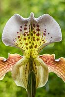 Paphiopedilum 'Freckles' - Slipper Orchid