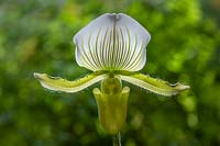 Paphiopedilum maudiae 'Femma' - Slipper Orchid