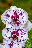 Phalaenopsis 'Big Star' - Moth Orchid