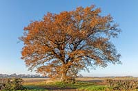 Quercus robur - Common English Oak  - specimen tree in countryside against blue sky