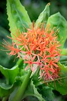 Scadoxus multiflorus subsp. katherinae AGM - Katherine Blood Lily
