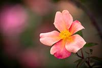 Rosa x odorata 'Mutabilis' syn. Rosa chinensis 'Mutabilis' - Tea Rose