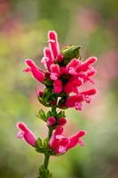 Salvia oxyphora - Fuzzy Bolivian Sage